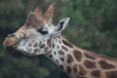 Close-up of giraffe