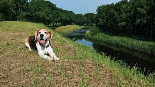 Dog standing on grassy field