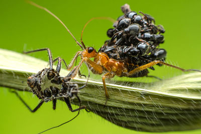 Close-up of spider