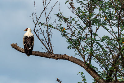 Low angle view of eagle perching on tree