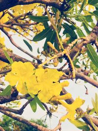 Close-up of yellow flowers