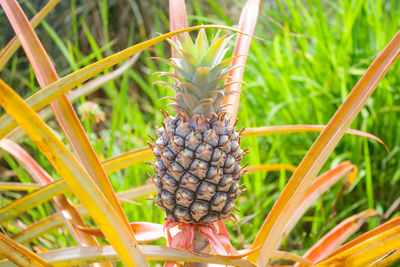 Close-up of pineapple growing on field