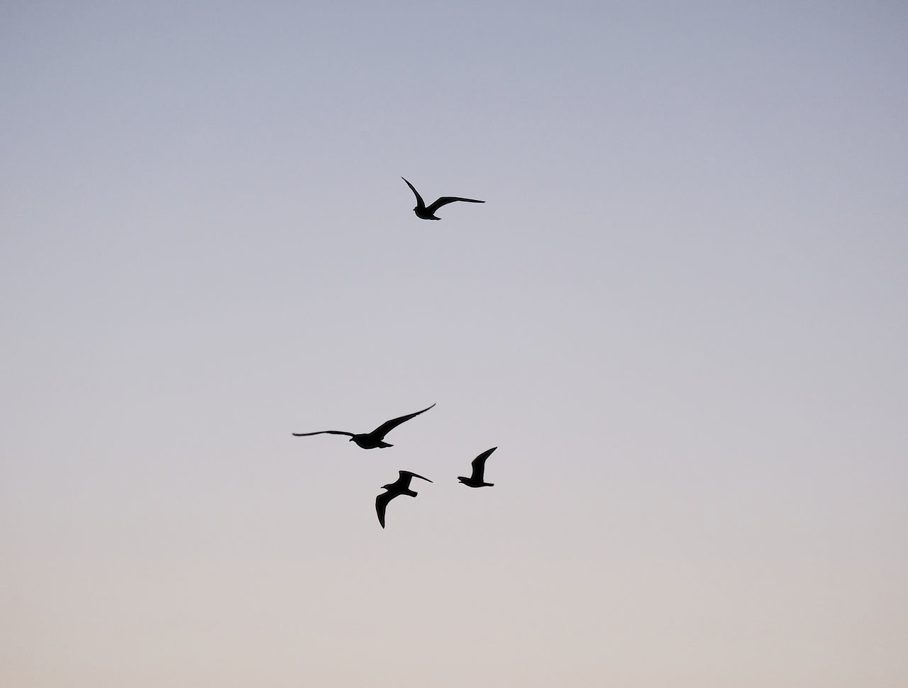 Silhouette of doves