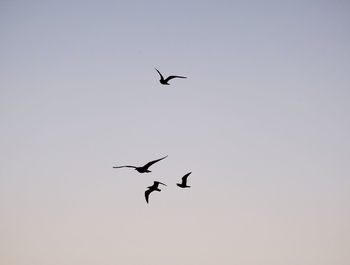 Low angle view of birds flying against clear sky