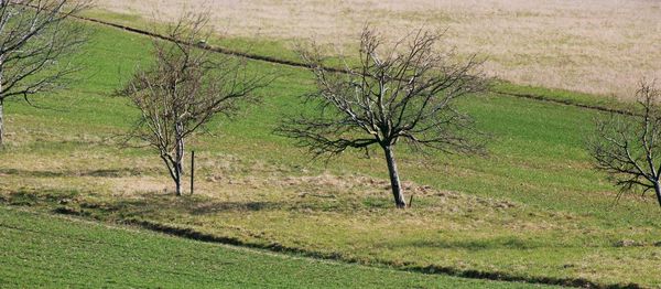 Trees on field in forest
