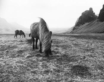 Horses grazing in a field