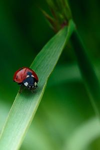 Close-up of insect on leaf