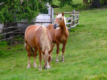 Horses standing in a field