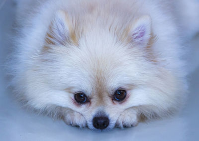 Close-up portrait of a dog