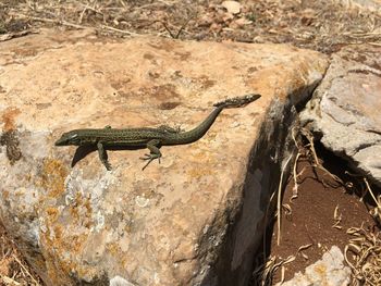 High angle view of lizard on rock