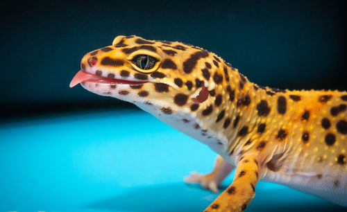 Close-up of a leopard gecko