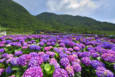 Purple flowering plants in mountains against sky