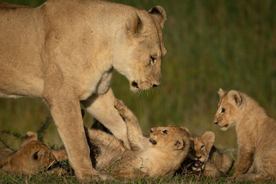 Lioness stands over four playful cubs