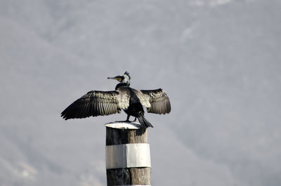 Cormorant perching on wooden post against mountain