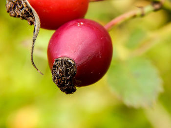 Close-up of ladybug on fruit