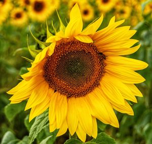 Close-up of sunflower