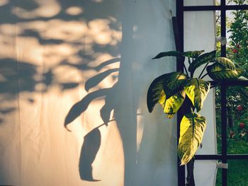 Close-up of potted plant against window