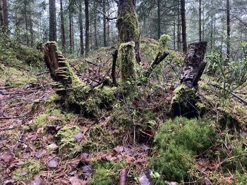 Fallen tree in forest