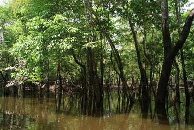 Trees by lake in forest