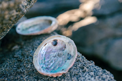 Close-up of shell on rock