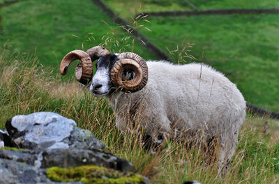 View of an animal on rock