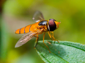 Close-up of fly on leaf