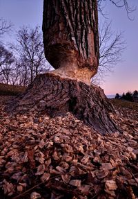 tree