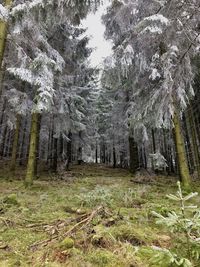 Trees growing in forest