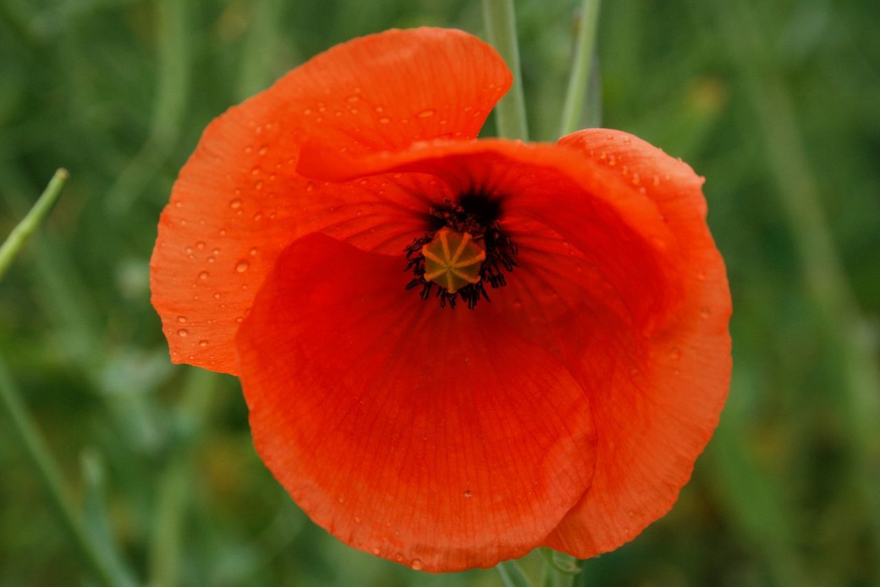 CLOSE-UP OF RED POPPY ON ORANGE FLOWER