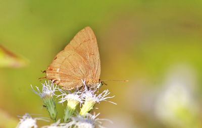 Close-up of butterfly pollinating on flower