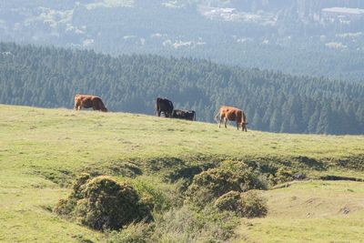 Horses in a field