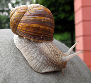 Close-up of snail