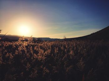 Scenic view of field against sky during sunset