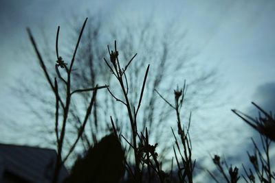 Low angle view of plants against sky