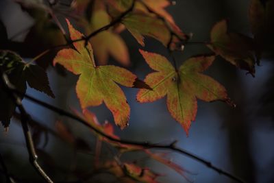 Close-up of maple leaves on branch