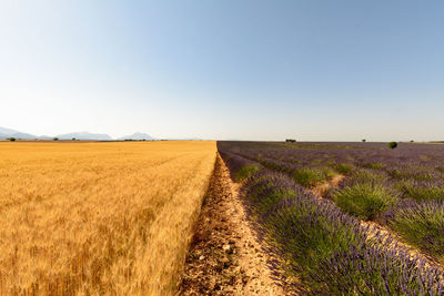 Dirt road passing through field