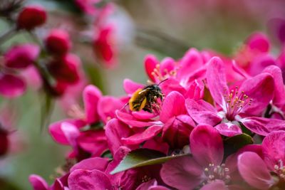 Close-up of bee on pink flowers