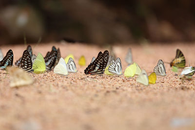 Close-up of butterfly on sand