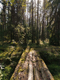 Trail along trees in forest