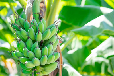 Close-up of fruits growing on plant