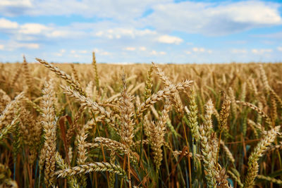 Wheat field. close up of wheat ears. harvesting period