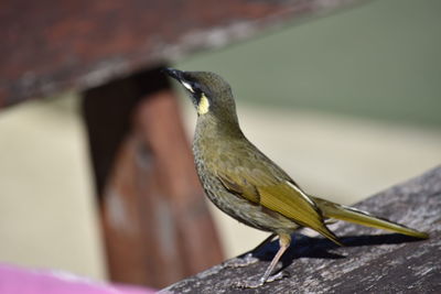 Close-up of bird