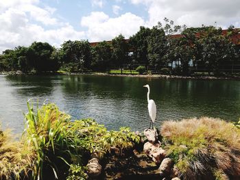 Swan on lake by trees against sky