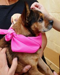 Midsection of woman holding rescued dog