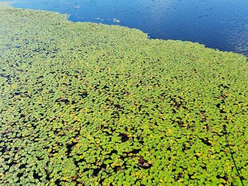 High angle view of plants on landscape