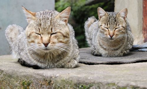 Portrait of tabby cat