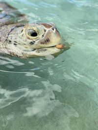 High angle view of turtle swimming in sea