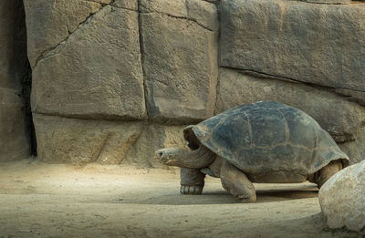 Galapagos giant tortoise on field