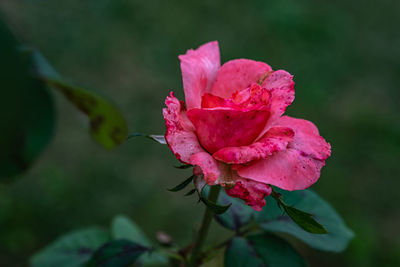 Close-up of pink rose