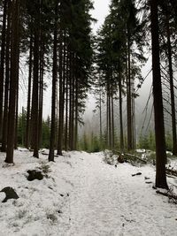 Pine trees in forest during winter